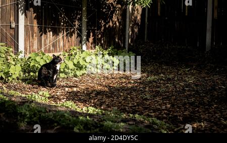 Black and Ingwer Tortoiseshell Katze sitzt im Garten auf Ein sonniger Morgen Stockfoto