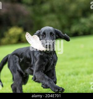 Flatcoated Retriever Welpe Hund Stockfoto