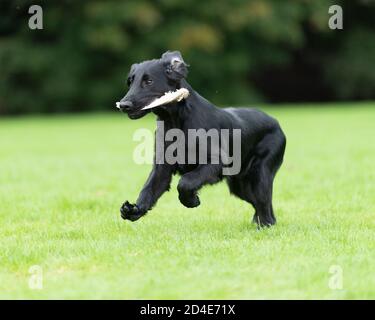 Flatcoated Retriever Welpe Hund Stockfoto