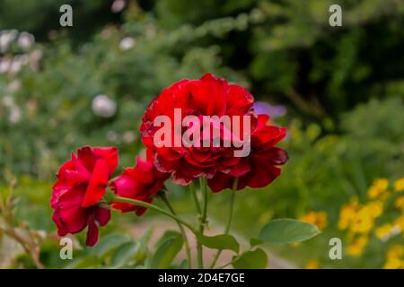 Rote Rosen auf einem Hintergrund von grünen Büschen. Botanischer Garten mitten im Sommer. Stockfoto