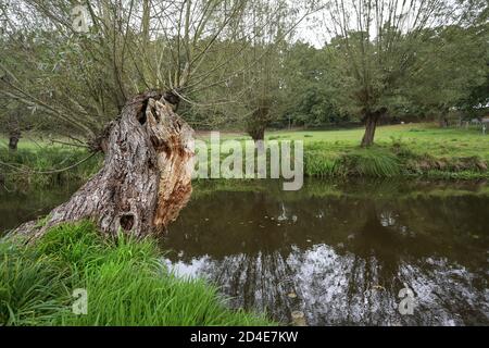 Alte verknotete Weidenbäume (salix) am Ufer der Warnow bei Sternberg in Mecklenburg-Vorpommern, Deutschland, Kopierraum, ausgewählter Fokus Stockfoto