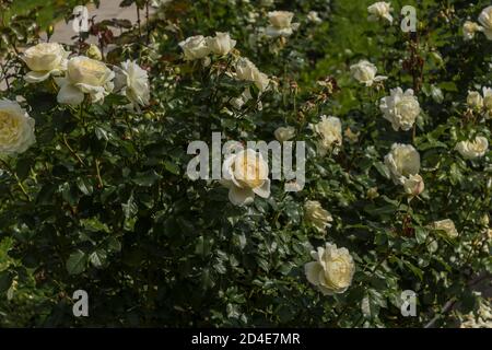 Blühende weiße Rosen auf Büschen mit grünen Blättern. Nahaufnahme . Botanischer Garten mitten im Sommer. Stockfoto