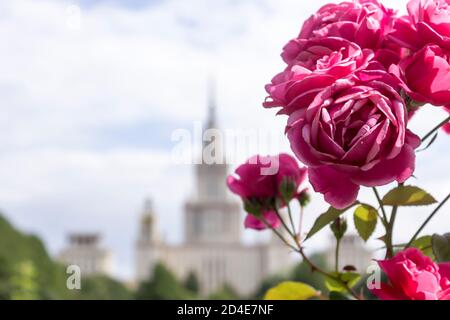 Blütenpracht von rosa Rosen vor der Kulisse eines Wolkenkratzers. Botanischer Garten mitten im Sommer. Stockfoto