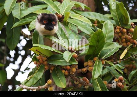 Gewöhnlicher brauner Lemur auf einem Feigenbaum in Madagaskar Stockfoto