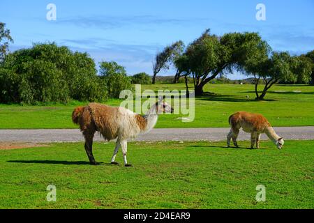 Ein brauner und ein weißer Alpaka auf dem Gras auf einer Farm in Greenough, Australien Stockfoto