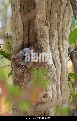 Lemur, der die Kamera aus seinem Loch betrachtet. Milne Edwards sportiver Lemur, endemisch in Madagaskar. Stockfoto