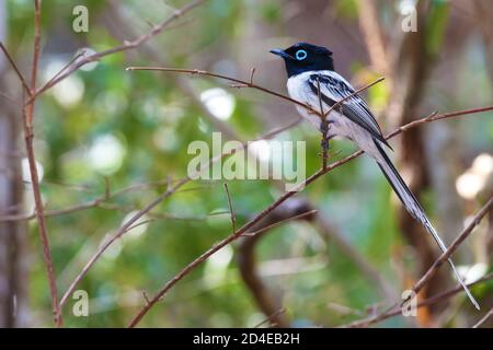 Schöner männlicher Madagaskar Paradies Fliegenfänger Stockfoto