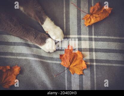 Draufsicht auf die niedlichen Pfoten einer grauen Katze, die auf einer grau gestreiften weichen Decke liegt, auf der trockene rote Ahornblätter daneben liegen. Haustier und Herbst. Stockfoto