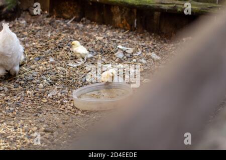 Kleine Hühner und ein Huhn in einer Holzfeder. Hühner züchten. Stockfoto