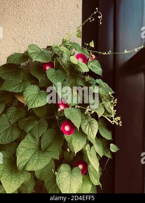 Kletterpflanze mit Grammophon Blumen lila Morgen Ruhm auf der Balkon der Wohnwohnungen Stockfoto