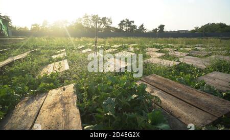 Helix aspersa Muller, Maxima Schnecke, biologischer Anbau, Schneckenzucht, essbare Schnecken auf Holzschnecken. Herstellung von Schnecken. Schneckenfarm. Weichtiere Stockfoto