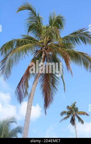 Palme Kokosnuss brasilianischen Strand Stockfoto