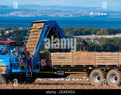 East Lothian, Schottland, Großbritannien, 9. Oktober 2020. UK Wetter: Letzte Kartoffelernte. Die letzten Kartoffelfelder, für die East Lothian bekannt ist, werden im Sonnenschein geerntet. Die Bauern kontrollieren Kisten mit Kartoffeln Stockfoto