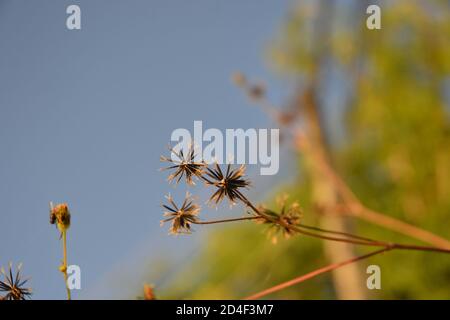 Black Jack Pflanze mit seinen Samen gesehen. Stockfoto