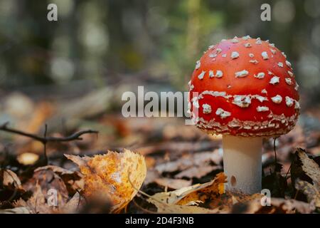 Fliegen Sie Agaric Pilz im Herbst Wald. Rote Fliege Agaric wächst im Moos. Giftfliege Agaric Pilze in der Natur. Herbst Saison Hintergrund. Trockene Blätter. Kopieren Stockfoto