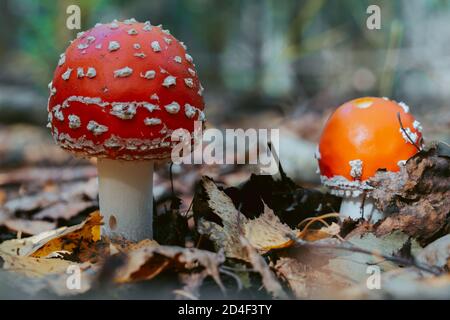 Fliegen Sie Agaric Pilz im Herbst Wald. Rote Fliege Agaric wächst im Moos. Giftfliege Agaric Pilze in der Natur. Herbst Saison Hintergrund. Trockene Blätter. Kopieren Stockfoto