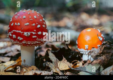 Fliegen Sie Agaric Pilz im Herbst Wald. Rote Fliege Agaric wächst im Moos. Giftfliege Agaric Pilze in der Natur. Herbst Saison Hintergrund. Trockene Blätter. Kopieren Stockfoto