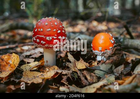 Fliegen Sie Agaric Pilz im Herbst Wald. Rote Fliege Agaric wächst im Moos. Giftfliege Agaric Pilze in der Natur. Herbst Saison Hintergrund. Trockene Blätter. Kopieren Stockfoto
