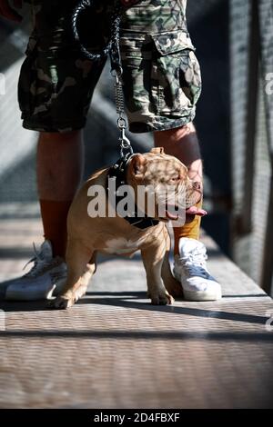 Junge stilvoll gekleidete Mann mit amerikanischen Bully Hund unter der Brücke auf der Stadt Straße, Ernte erschossen Stockfoto