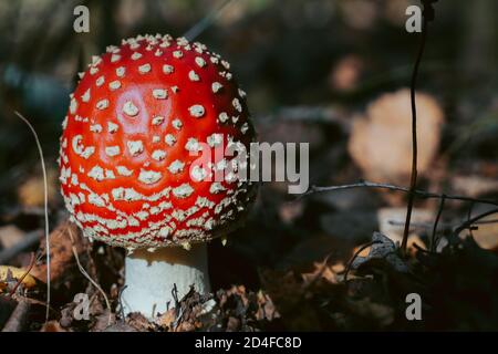 Fliegen Sie Agaric Pilz im Herbst Wald. Rote Fliege Agaric wächst im Moos. Giftfliege Agaric Pilze in der Natur. Herbst Saison Hintergrund. Trockene Blätter. Kopieren Stockfoto