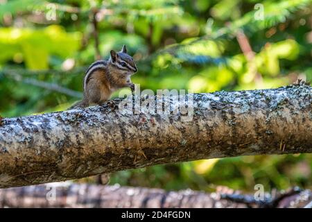 Füttern Von Chipmunk Auf Dem Lionhead Campground, Priest Lake, Idaho Stockfoto