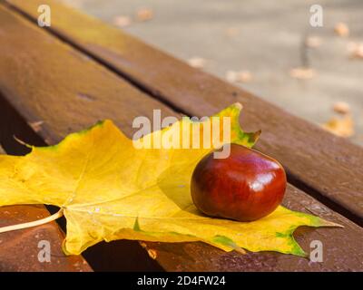 Eine glänzende braune Kastanienmutter liegt auf einem gelben Ahornblatt auf einer Bank. Sonniger, warmer Herbsttag. Unscharfer Hintergrund. Speicherplatz kopieren. Stockfoto