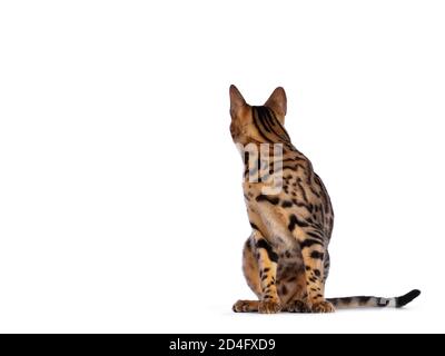 Hübscher junger Bengalkatze, der Seitenwege sitzt und über die Schulter nach hinten schaut. Isoliert auf weißem Hintergrund. Stockfoto