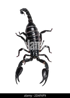 Draufsicht auf Asian Forest Scorpion aka Heterometrus Petersii. Isoliert auf weißem Hintergrund. Stockfoto