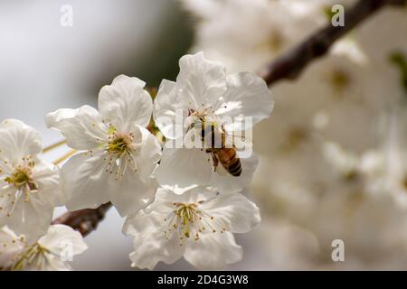 Bienen werden nie müde, Pollen aus Kirschblüten im frühen Frühjahr zu sammeln, besonders wenn eine leichte und kühle Sommerbrise weht, während eine herrliche Sonne Stockfoto