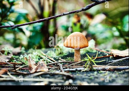 Single Pilz Nahaufnahme auf Herbstwaldboden, Fokus auf Mütze Stockfoto