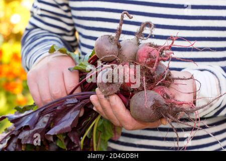 Beta vulgaris. Gärtner hält frisch gepflückte hausgemachte Rote Bete. VEREINIGTES KÖNIGREICH Stockfoto