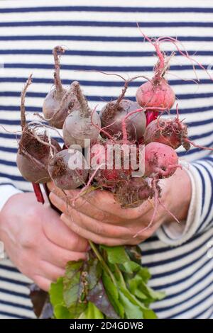 Beta vulgaris. Frisch gepflückte selbstgewachsene Baby-Rote Bete. VEREINIGTES KÖNIGREICH Stockfoto