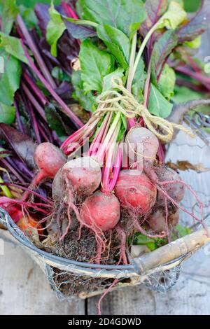 Beta vulgaris. Frisch gepflückte hausgemachte Rote Bete in einem Drahtkorb. Stockfoto