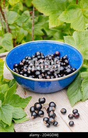 Ribes nigrum. Frisch gepflückte hausgemachte schwarze Johannisbeeren auf einem Gartentisch. VEREINIGTES KÖNIGREICH Stockfoto