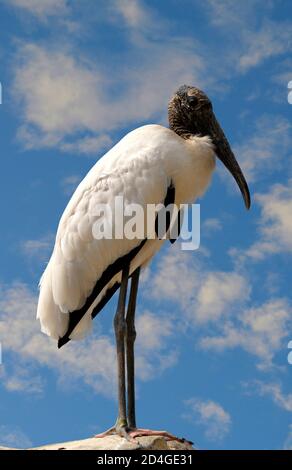 Holzstorch Lateinischer Name Mycteria americana auf einem Felsen thront Stockfoto