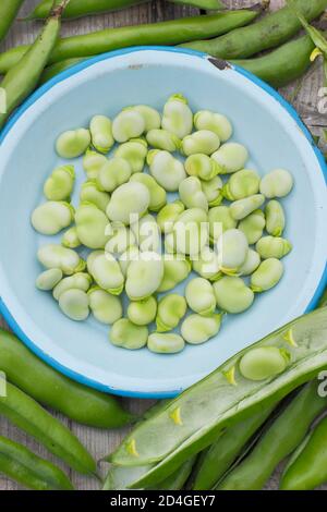 Vicia faba 'Bunyards Ausstellung'. Podding frisch gepflückte, hausgemachte, breite Bohnen. VEREINIGTES KÖNIGREICH Stockfoto