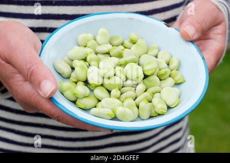 Vicia faba. Frisch vergodete, hausgemachte Saubohnen in einer Schüssel. VEREINIGTES KÖNIGREICH Stockfoto