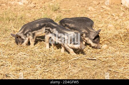 Wollige Babyschweine auf einer Farm Stockfoto