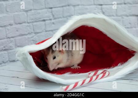 Eine kleine dekorative niedliche Ratte sitzt in einem roten Neujahrshut. In der Nähe liegt ein Zuckerrohr. Nahaufnahme eines Nagetieres. Stockfoto