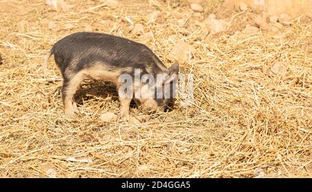 Wollige Babyschweine auf einer Farm Stockfoto