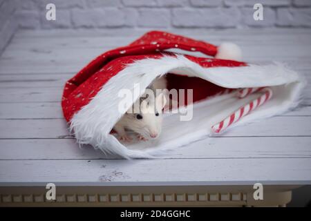 Eine kleine dekorative niedliche Ratte sitzt in einem roten Neujahrshut. In der Nähe liegt ein Zuckerrohr. Nahaufnahme eines Nagetieres. Stockfoto