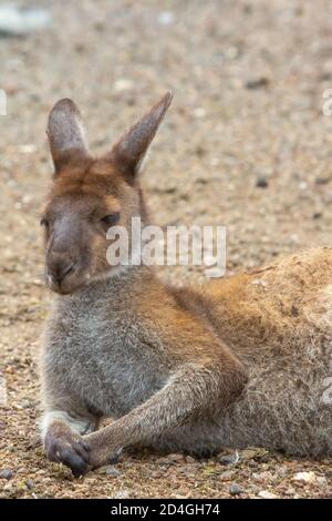 Legen Sie westliches graues Känguru im John Forrest National Park, Perth, Western Australia Stockfoto