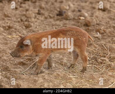 Wollige Babyschweine auf einer Farm Stockfoto