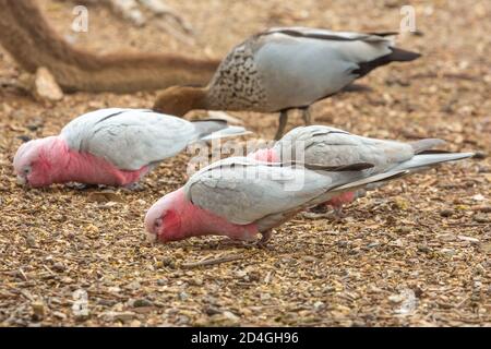 GALAH im John Forrest National Park in Perth, Westaustralien Stockfoto