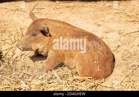 Wollige Babyschweine auf einer Farm Stockfoto