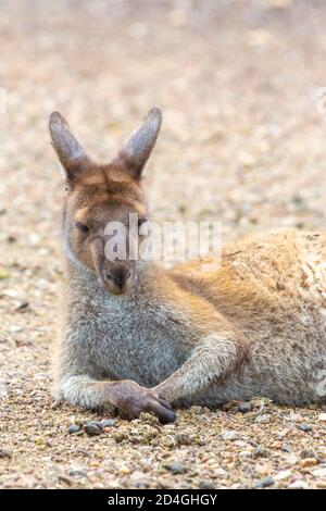 Legen Sie westliches graues Känguru im John Forrest National Park, Perth, Western Australia Stockfoto