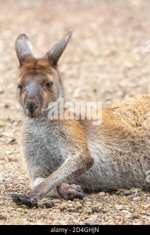 Legen Sie westliches graues Känguru im John Forrest National Park, Perth, Western Australia Stockfoto