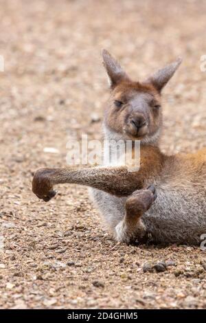 Legen Sie westliches graues Känguru im John Forrest National Park, Perth, Western Australia Stockfoto