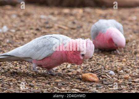 GALAH im John Forrest National Park in Perth, Westaustralien Stockfoto