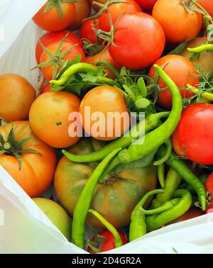 Eine Tüte voller natürlicher Tomaten, frisch gepflückter Tomaten und Paprika aus dem Garten, Stockfoto